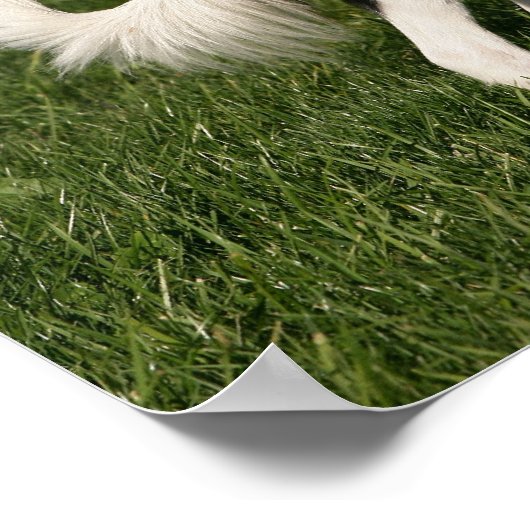 De Collie van de grens Poster (Hoek)