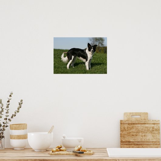 De Collie van de grens Poster (Keuken)