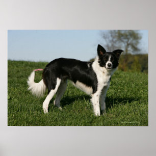 De Collie van de grens Poster