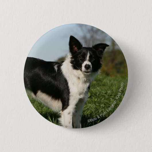 De Collie van de grens Ronde Button 5,7 Cm (Voorkant)