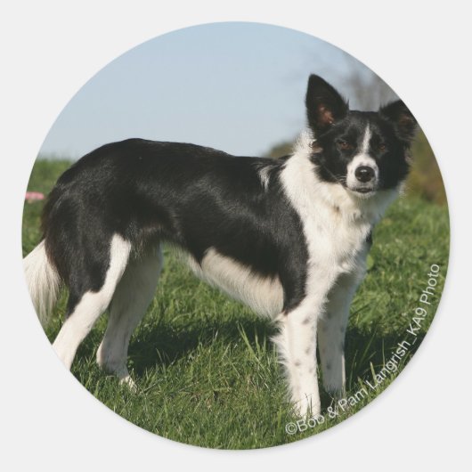 De Collie van de grens Ronde Sticker (Voorkant)