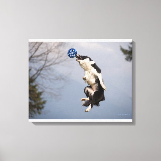 De Collie van de grens vlak voor het vangen van de Canvas Afdruk (Voorkant)