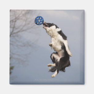 De Collie van de grens vlak voor het vangen van de Magneet