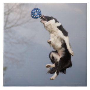 De Collie van de grens vlak voor het vangen van de Tegeltje