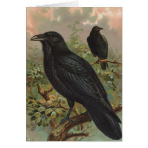 De Common Raven  Bird Illustratie