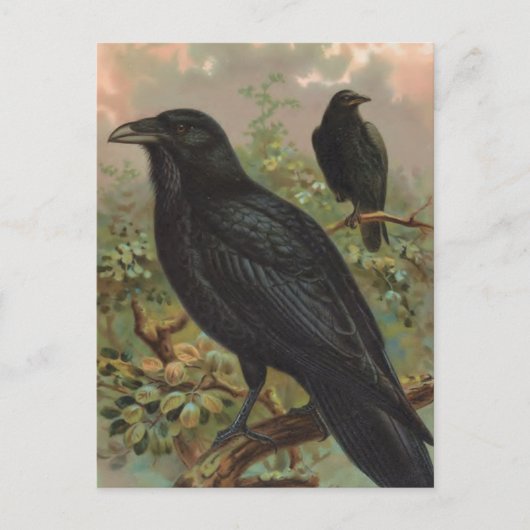 De Common Raven  Bird Illustratie Briefkaart (Voorkant)
