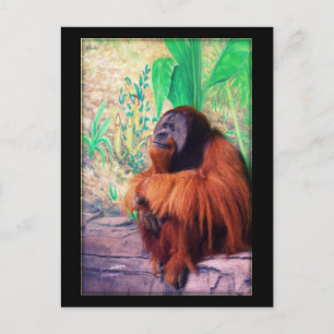 De contemplaar - Briefkaart