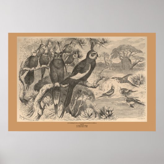 De Corella Poster (Voorkant)