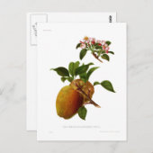 De Cornish Gilliflower Apple Briefkaart (Voorkant / Achterkant)