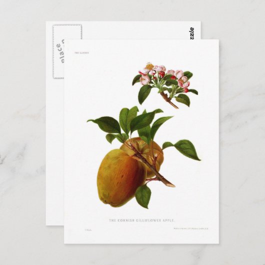 De Cornish Gilliflower Apple Briefkaart (Voorkant / Achterkant)