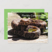 De Cottonmouth van Florida - het Leren Briefkaart (Voorkant / Achterkant)