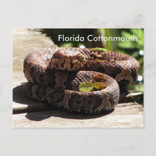 De Cottonmouth van Florida - het Leren Briefkaart (Voorkant)