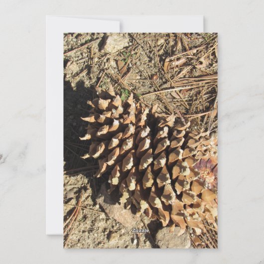 De Coulter Pinecone Feestdagenkaart (Achterkant)