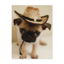 De Cowboy Pug Puppy