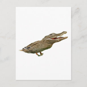 De crocoduck briefkaart