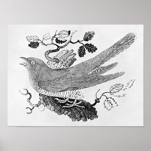 De Cuckoo Poster (Voorkant)