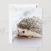 De Cute Baby Hedgel Briefkaart (Voorkant / Achterkant)