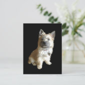 De Cutest Cairn Terrier ooit.  Cuter dan Toto. Briefkaart (Staand voorkant)