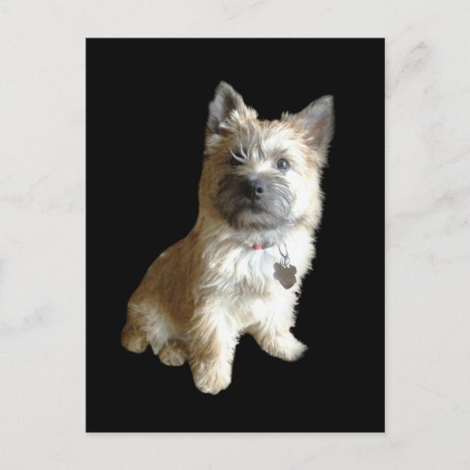De Cutest Cairn Terrier ooit.  Cuter dan Toto. Briefkaart (Voorkant)