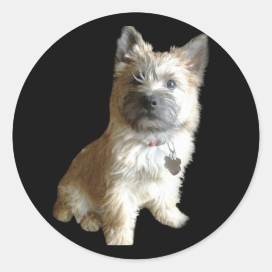 De Cutest Cairn Terrier ooit. Cuter dan Toto. Ronde Sticker (Voorkant)
