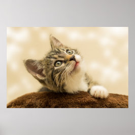 De Cutest Kitten ooit Poster