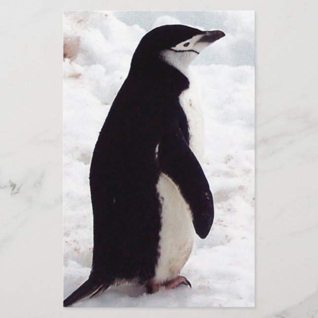 De Cutest Penguin, ooit (Voorkant)