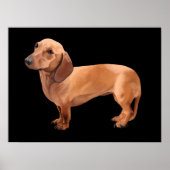 De Dachshund van Stephen Renn Framed Print (Voorkant)