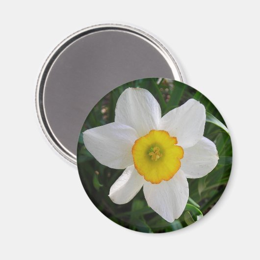 De Daffodil Magneet (Voorkant / Achterkant)