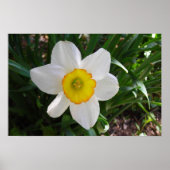De Daffodil Poster (Voorkant)
