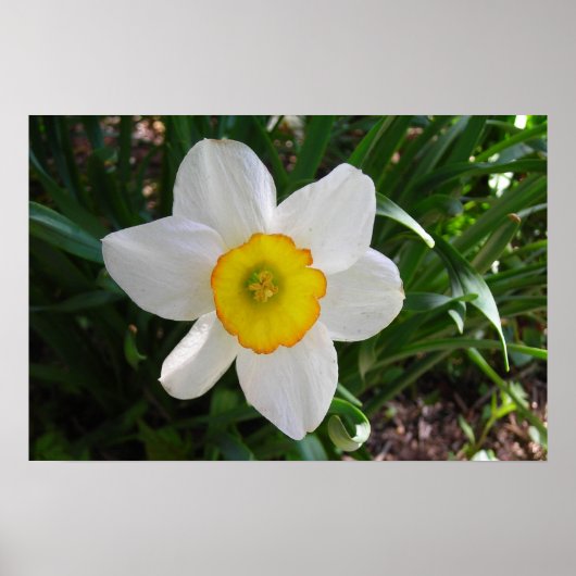 De Daffodil Poster (Voorkant)