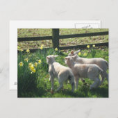 De Daffodils verkennen! drie lammeren op de vlucht Briefkaart (Voorkant / Achterkant)