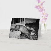 De dag na de  Drink hond Folie Wenskaart (Orchidee)