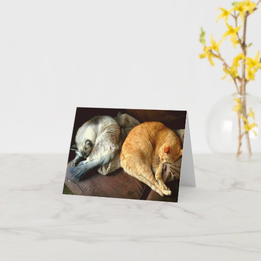 De dagelijkse kaarten van de Nota met Katten! (Gele Bloem)