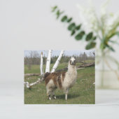 DE DAGELIJKSE LAMA BRIEFKAART (Staand voorkant)