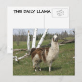 DE DAGELIJKSE LAMA BRIEFKAART (Voorkant / Achterkant)