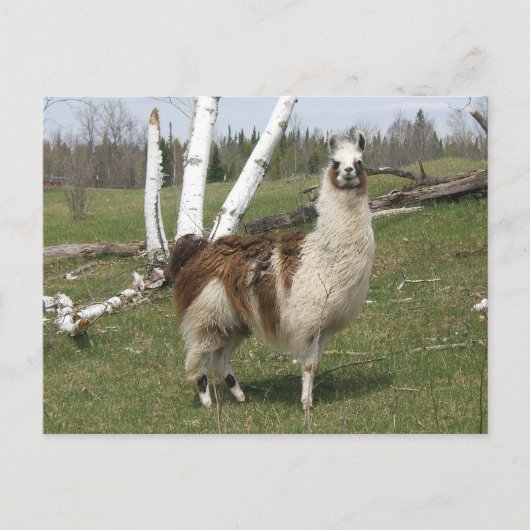 DE DAGELIJKSE LAMA BRIEFKAART (Voorkant)