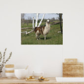 DE DAGELIJKSE LLAMA POSTER (Keuken)