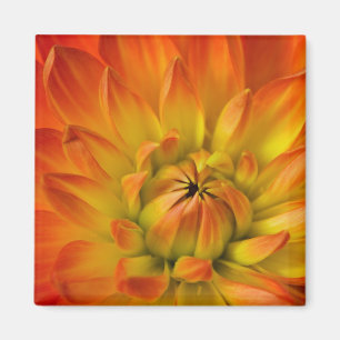 De Dalhia-bloem wordt met de hand gefotografeerd Magneet