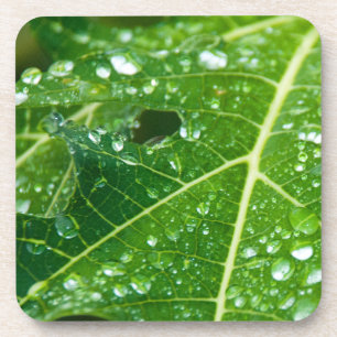 De Dalingen van de regen op het Groene Blad van de Bier Onderzetter