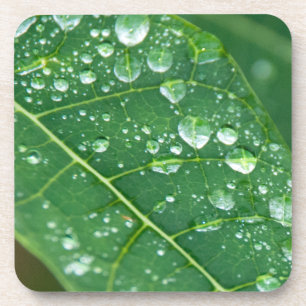 De Dalingen van de regen op het Tropische Blad van Onderzetter