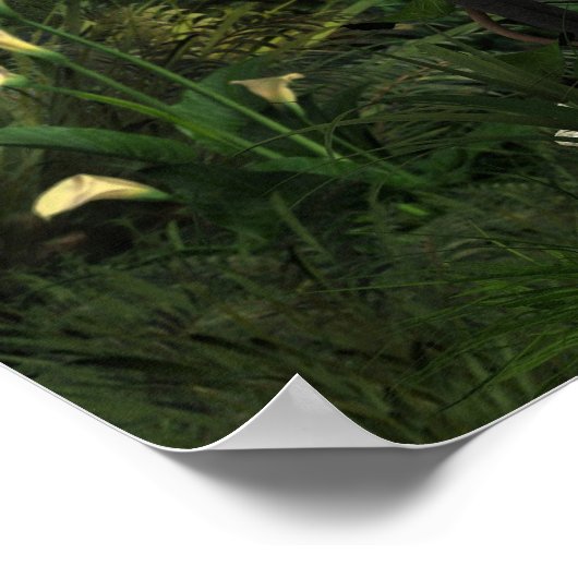 De Dame van de Lantaarns Druk Poster (Hoek)