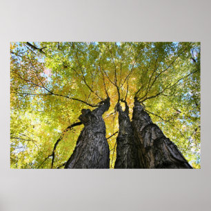 De dames dansen poster