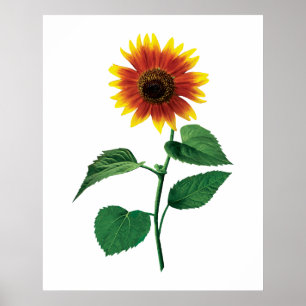 De dansende zonnebloem poster