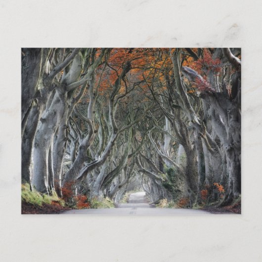 DE DARK HEDGES, BALLYMONEY, IERLAND BRIEFKAART (Voorkant)