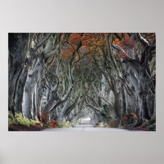 DE DARK HEDGES, BALLYMONEY, IERLAND POSTER (Voorkant)