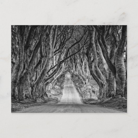 DE DARK HEDGES, CO. ANTRIM, NOORD-IERLAND BRIEFKAART (Voorkant)