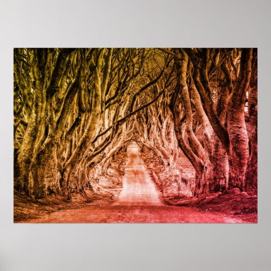 DE DARK HEDGES, CO. ANTRIM, NOORD-IERLAND POSTER (Voorkant)