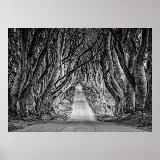 DE DARK HEDGES, CO. ANTRIM, NOORD-IERLAND POSTER (Voorkant)