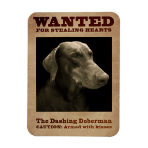De Dashing Doberman Magnet Magneet