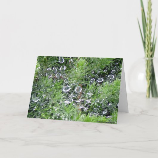 De Dauw van de ochtend Kaart (Voorkant)